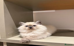 British Longhair cats for sale: British long hair female  - Image 9