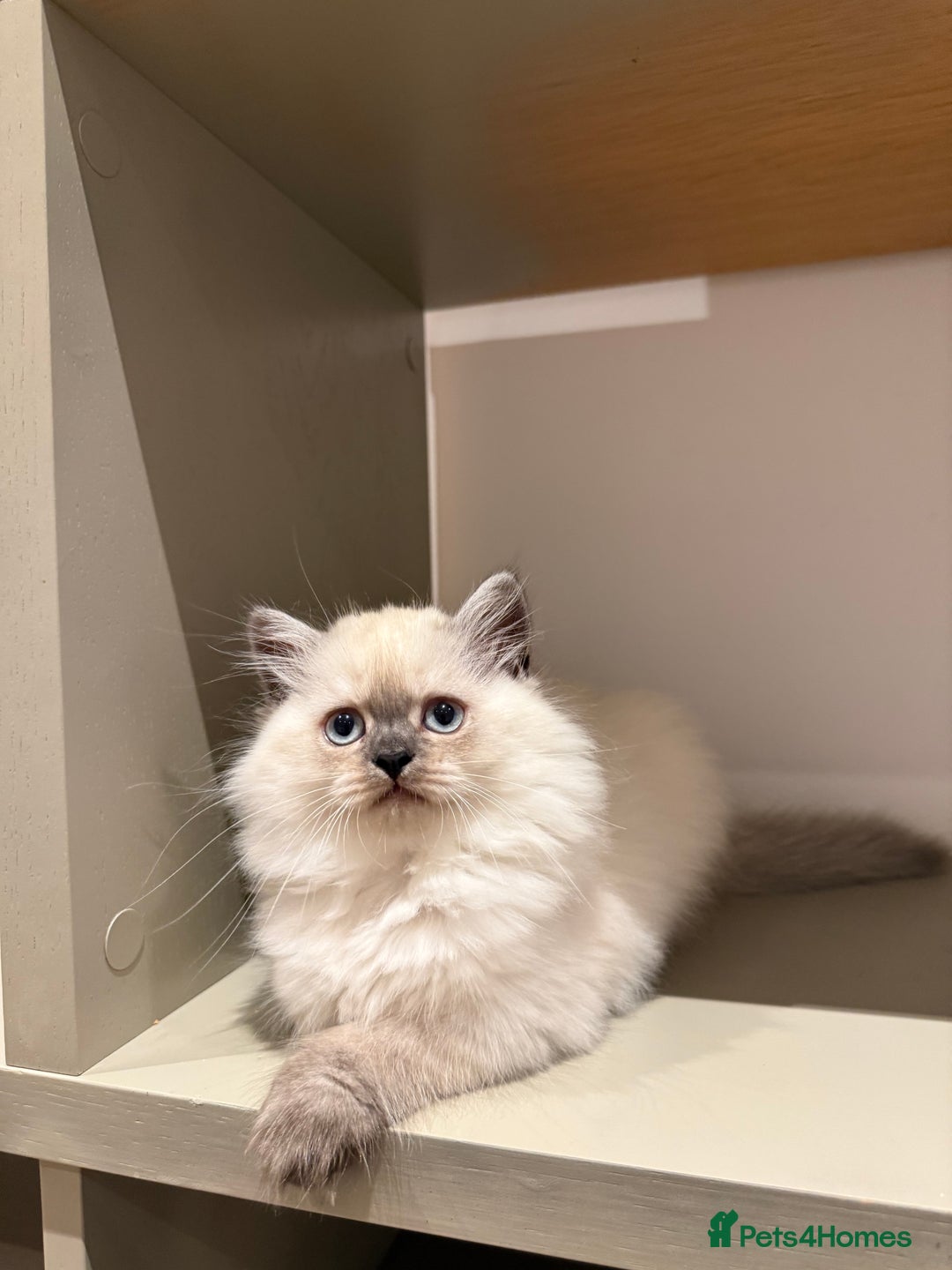 British Longhair cats for sale: British long hair female  - Image 9
