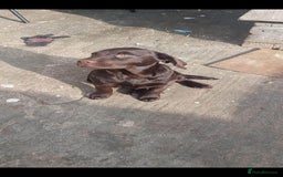 Labrador Retriever dogs for sale: 2 labradors for sale  - Image 2