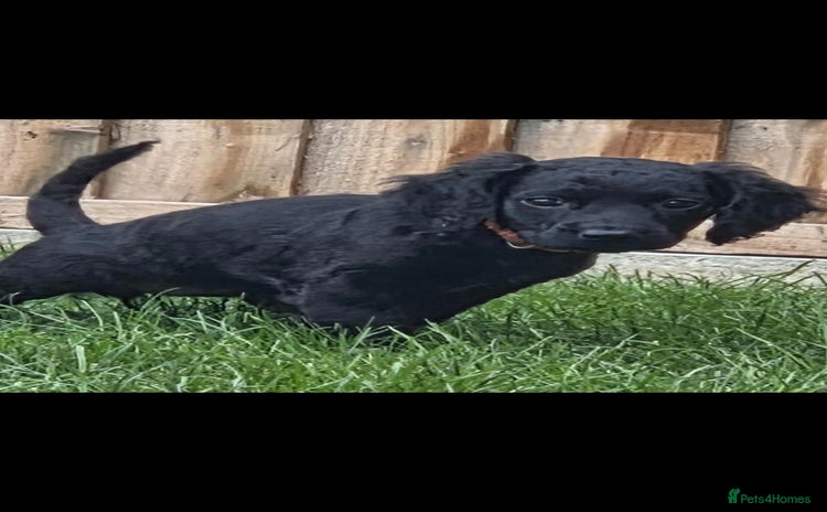 Cockapoo dogs cockapoo - Advert 15