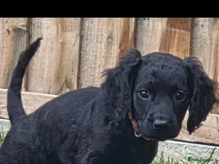 Cockapoo dogs cockapoo - Advert 9