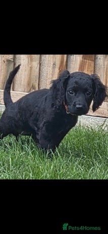 Cockapoo dogs cockapoo - Advert 15