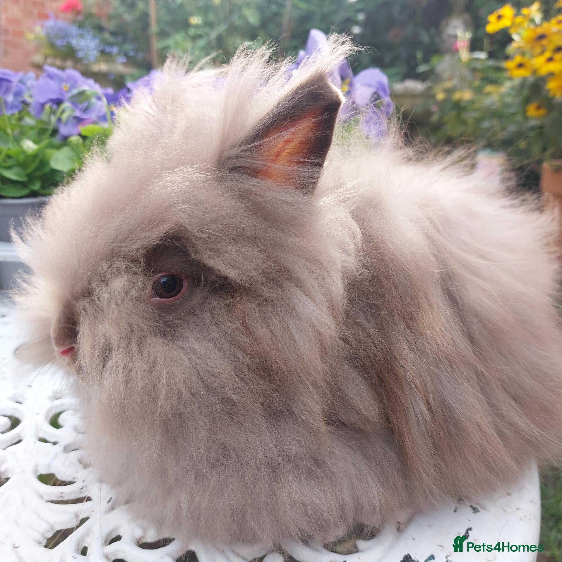 Angora rabbits ANGORA X DOUBLE LION HEAD BABIES  - Advert 2