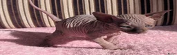Sphynx cats for sale: Ready for reservation  - Advert 4