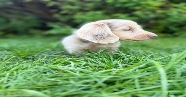 Miniature Dachshund dogs - Advert 3
