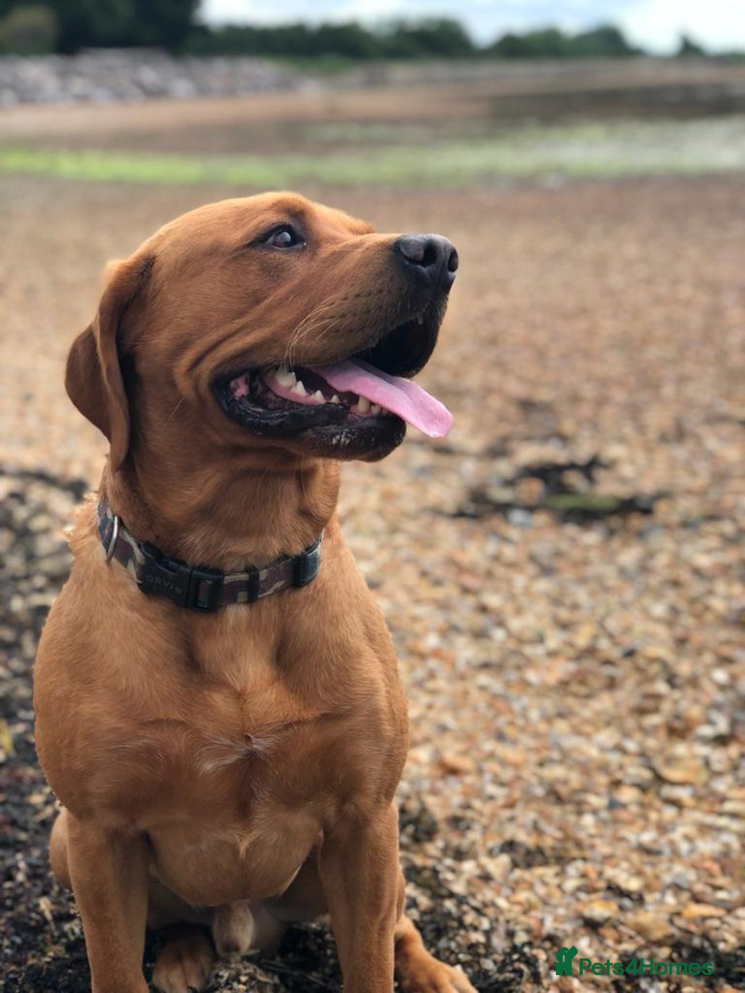 Labrador Retriever dogs for sale: ***LAST 2 BLACK & FOX RED BOYS*** - Image 26