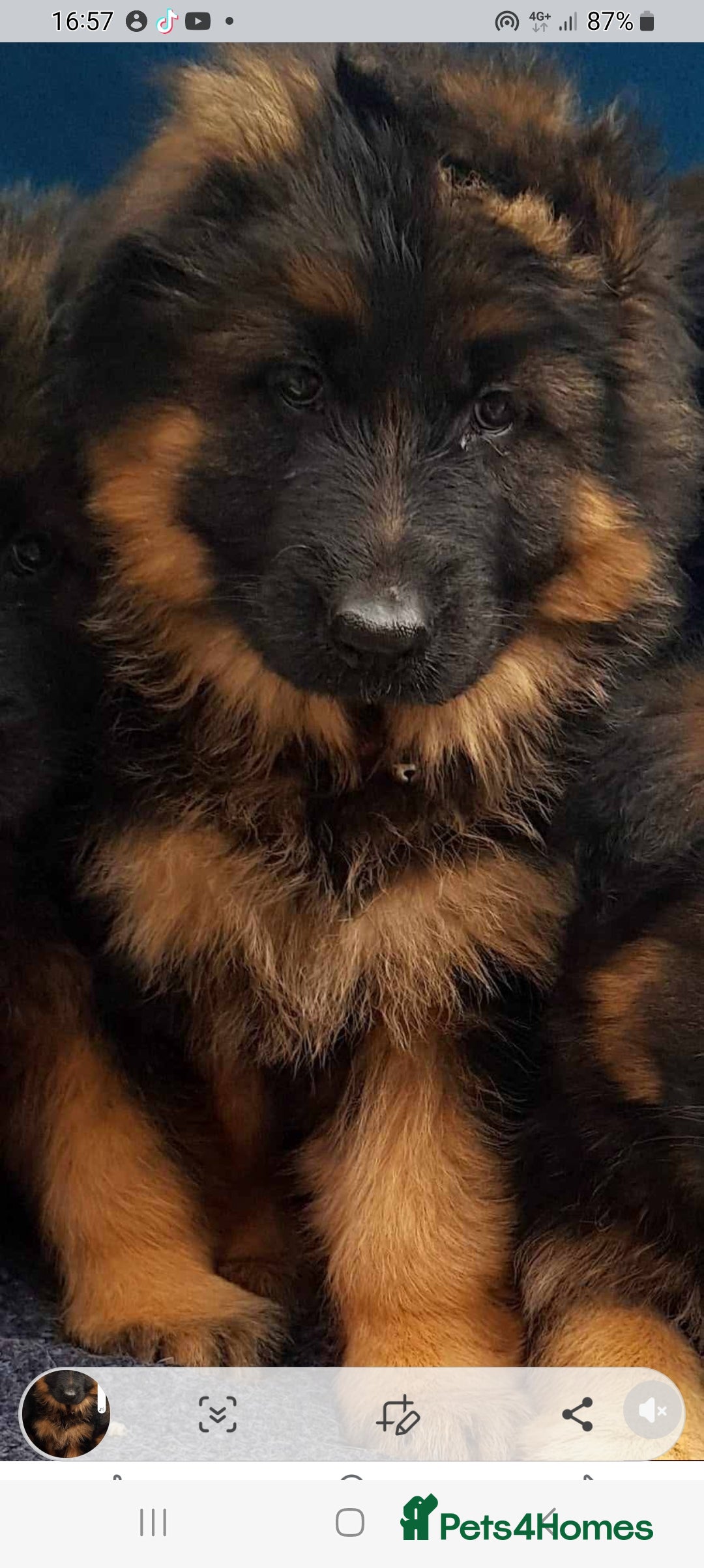 German Shepherd dogs for sale: KC. German shepherd puppies - Advert 13