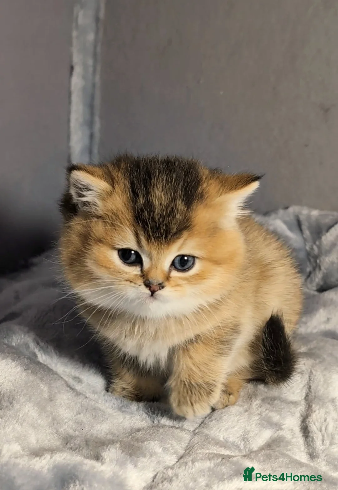 British Shorthair cats for sale: 🏆LAST BOY 🐾 GOLDEN NY 12 ❣️ TICA and GCCF reg  - Advert 2