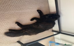 Domestic Shorthair cats for sale: Peanut looking for forever home - Advert 3