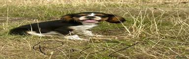 Puppy 4