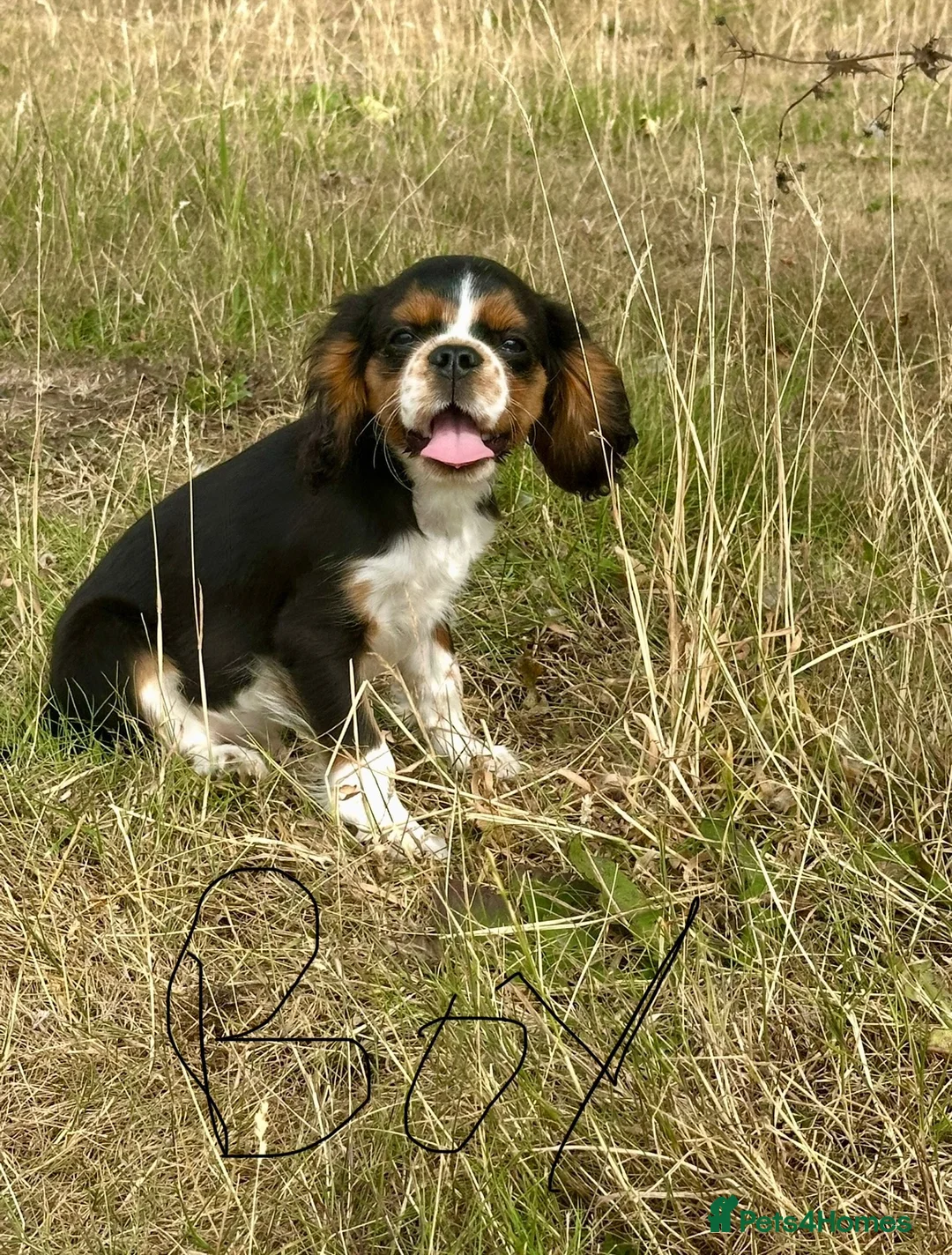 King Charles Spaniel dogs for sale:  Pure King Charles cavalier puppies  - Advert 2