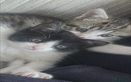 Mixed Breed cats for sale: Unique kittens for sale - Image 4