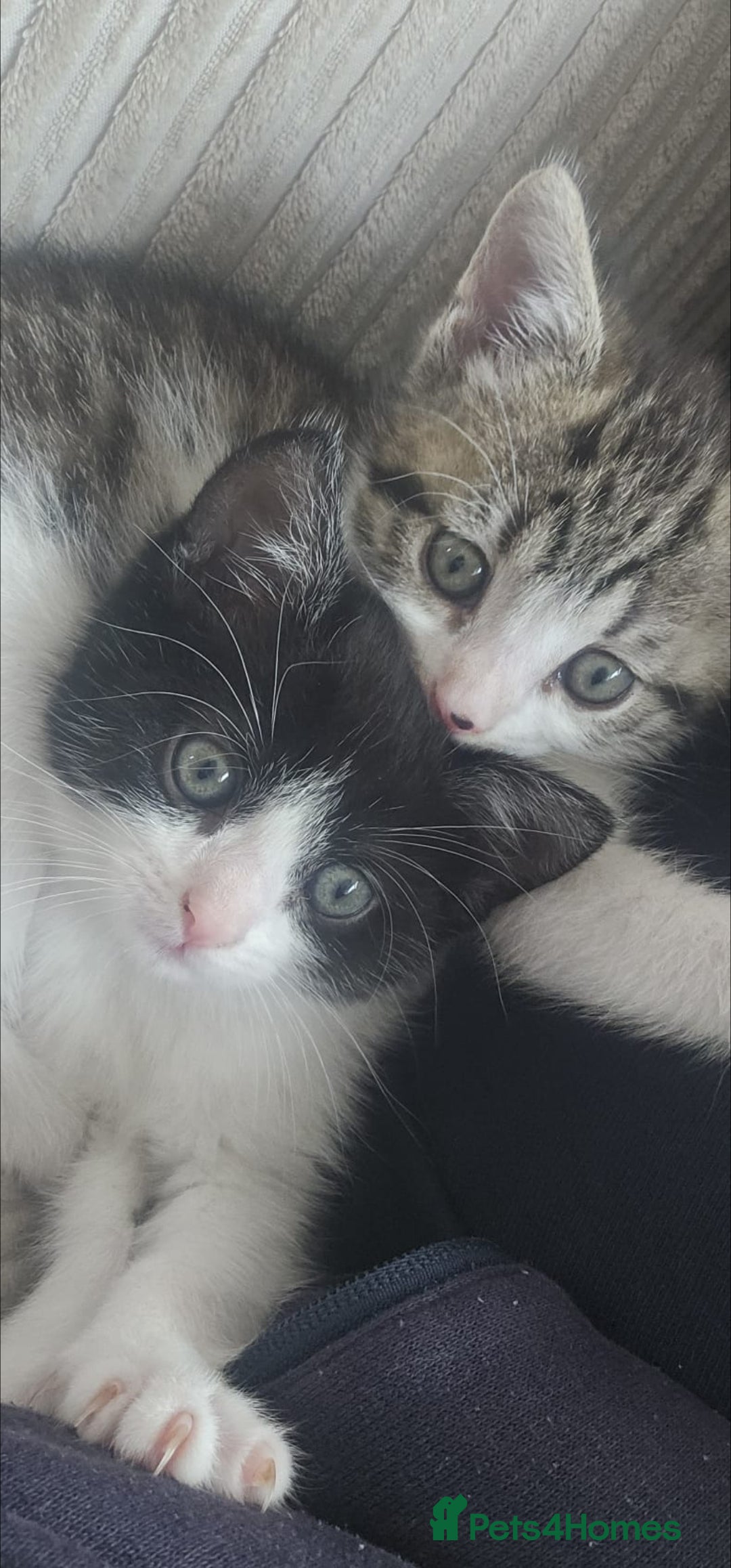 Mixed Breed cats for sale: Unique kittens for sale - Image 4