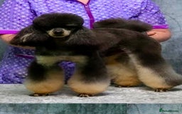 Miniature Poodle dogs for sale: Home Bred pups, extensively Health tested - Image 15