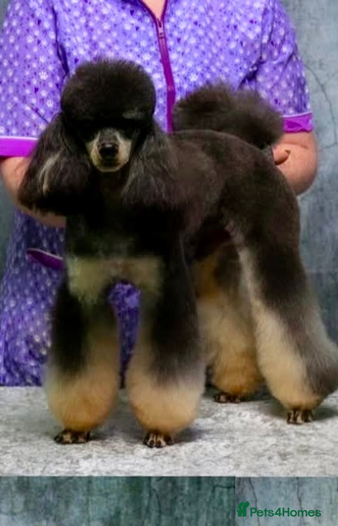 Miniature Poodle dogs for sale: Home Bred pups, extensively Health tested - Image 15