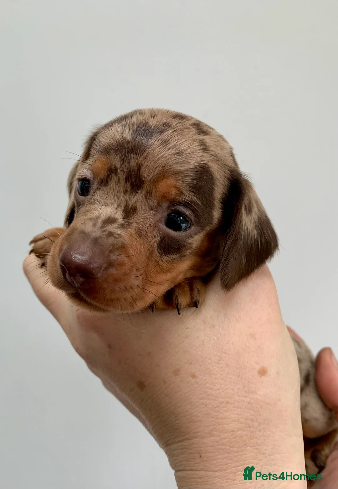 Miniature Dachshund dogs for stud: Miniature dachshund stud in Welling - Advert 9