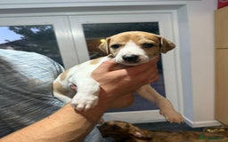 Lurcher dogs for sale: Lurcher pups looking for their forever 🏡 - Image 8
