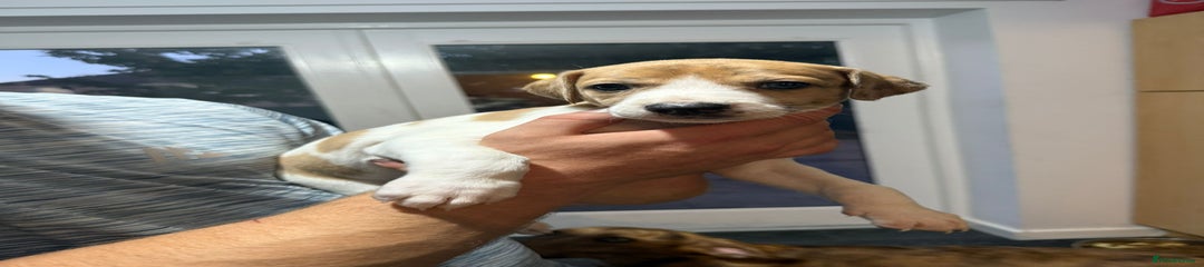 Lurcher Puppy 3