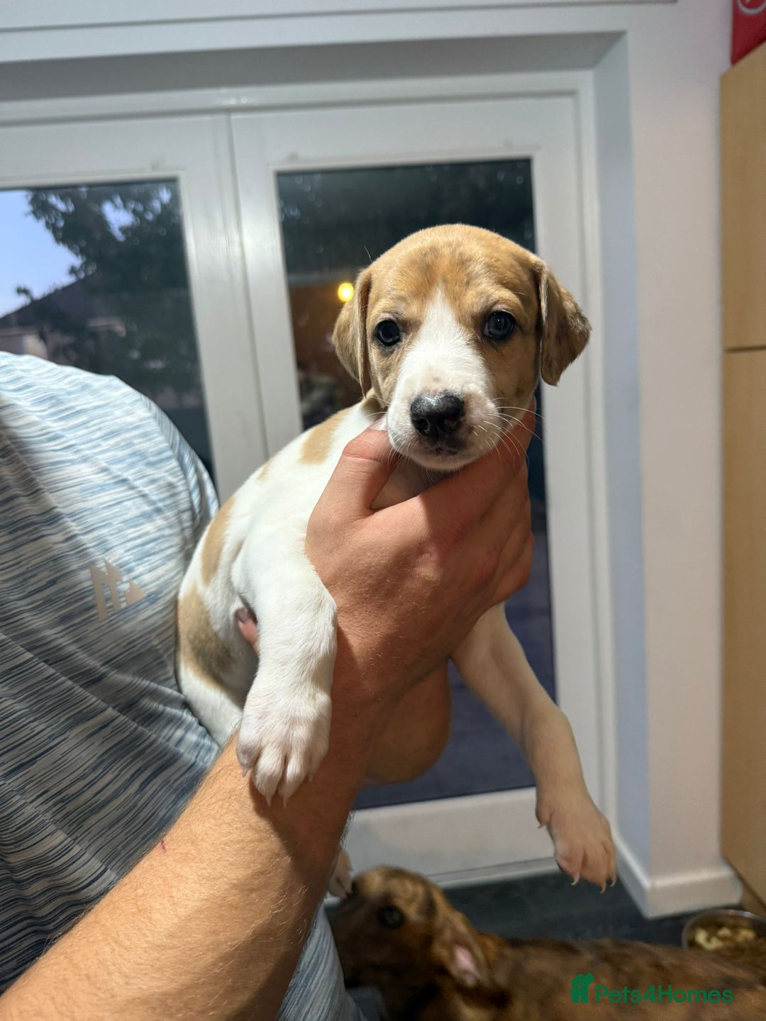 Lurcher dogs for sale: Lurcher pups looking for their forever 🏡 - Image 8