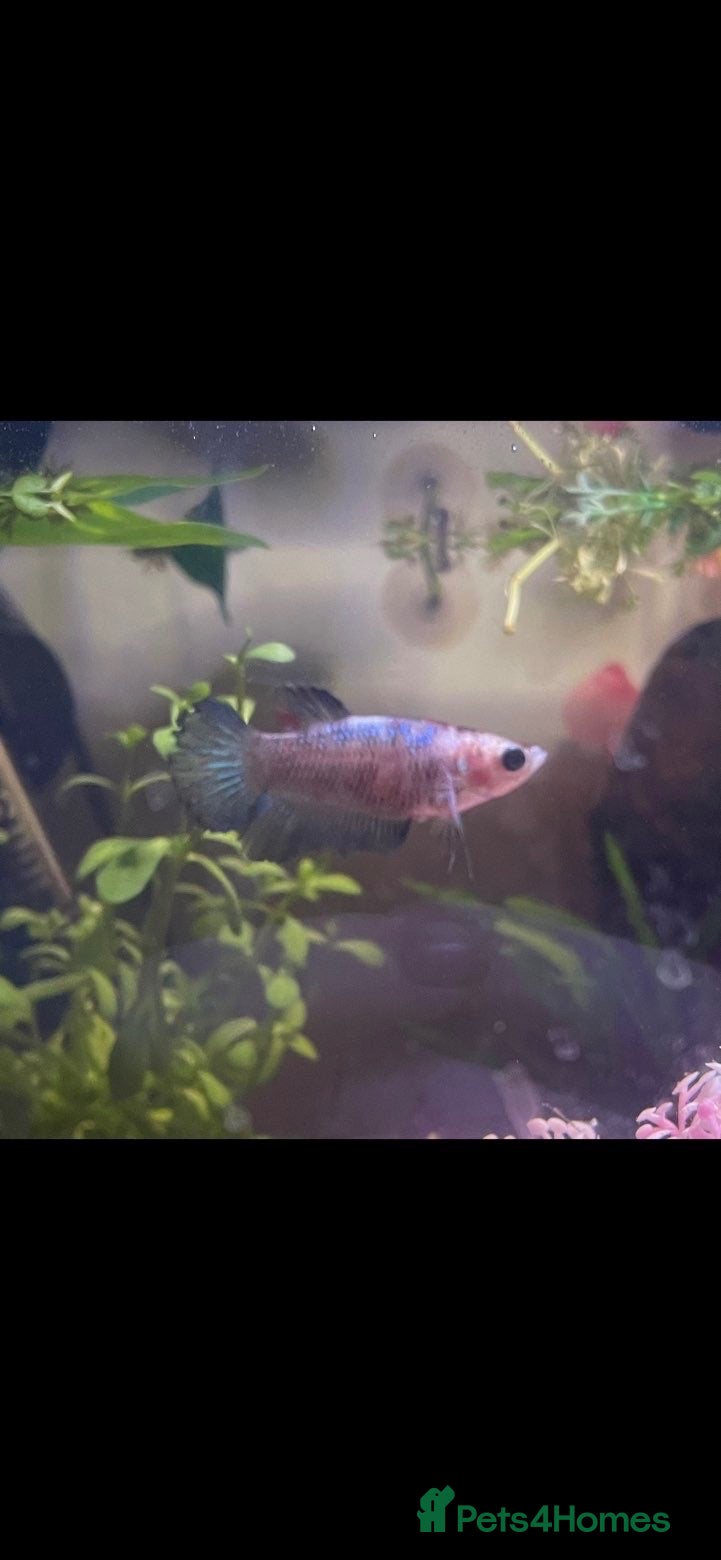 Bettas fish Female Betta fish  - Advert 2