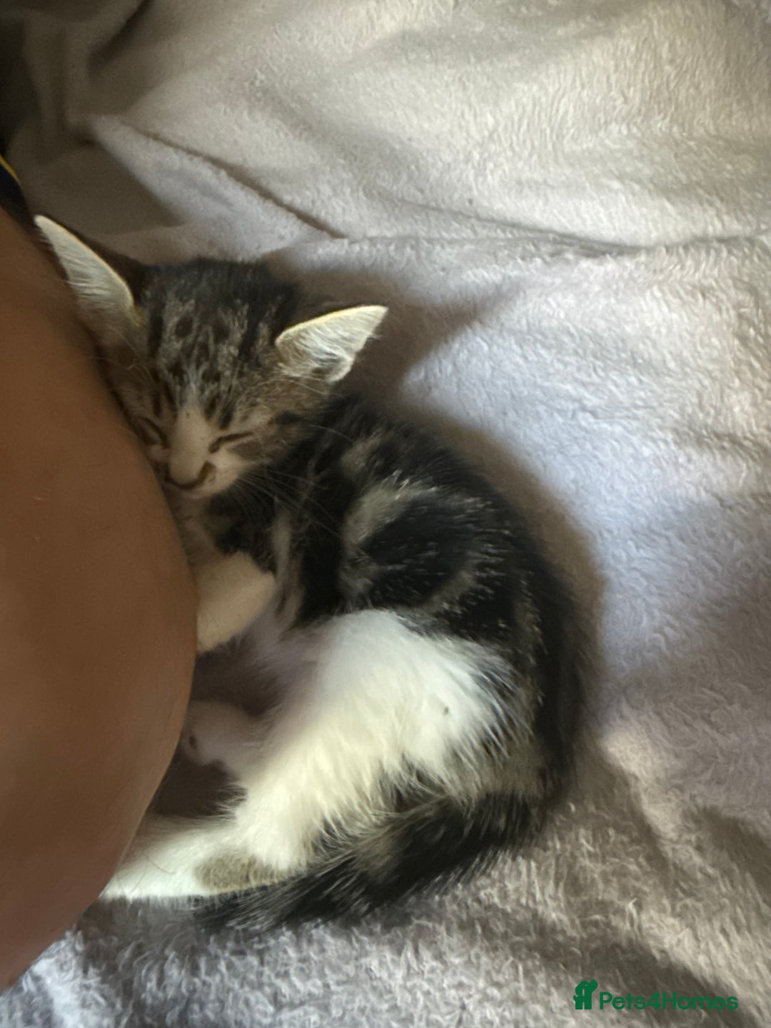 Bengal cats for sale: half bengal kittens  - Image 21