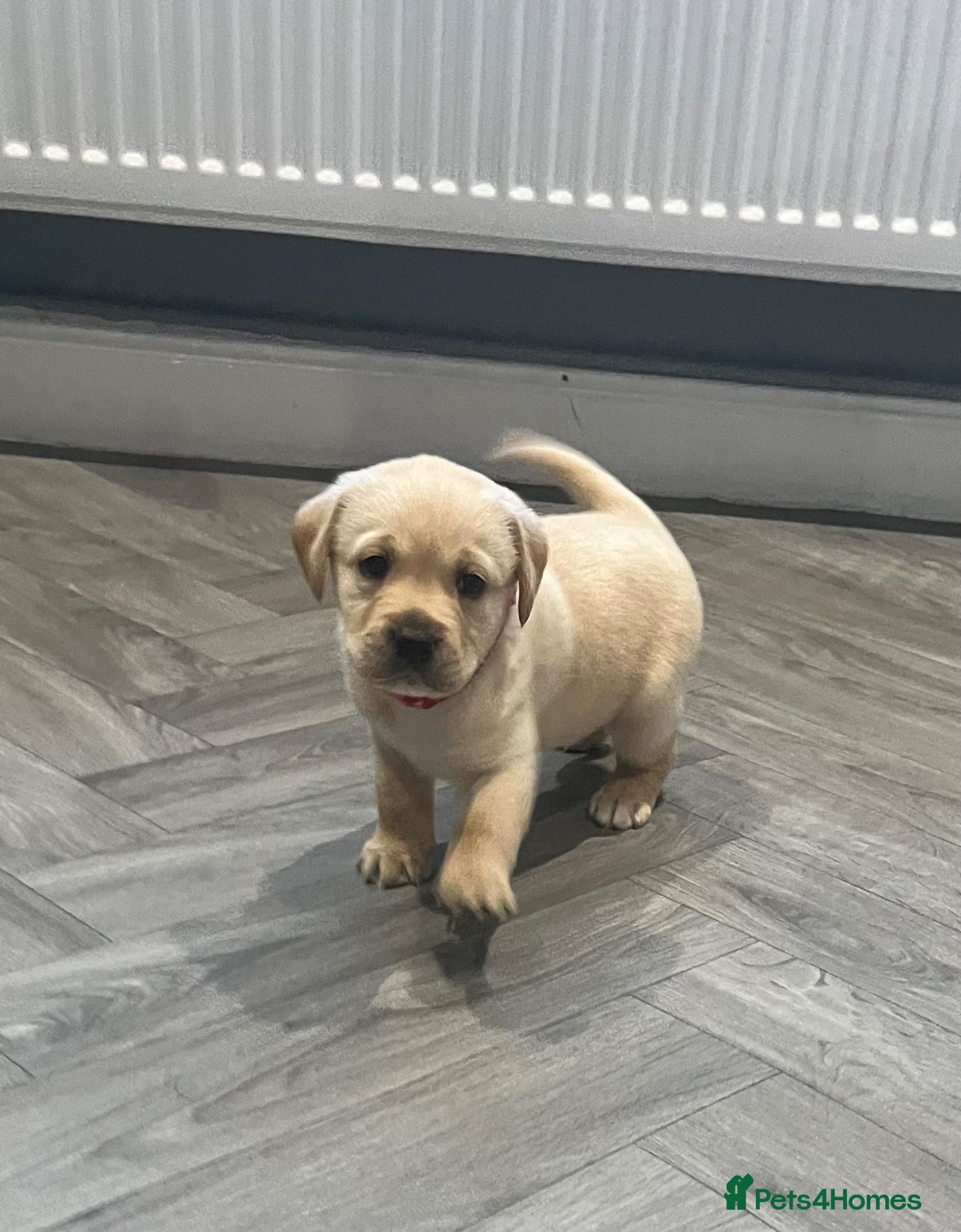 Labrador Retriever dogs Two left! Labrador puppies - Advert 7
