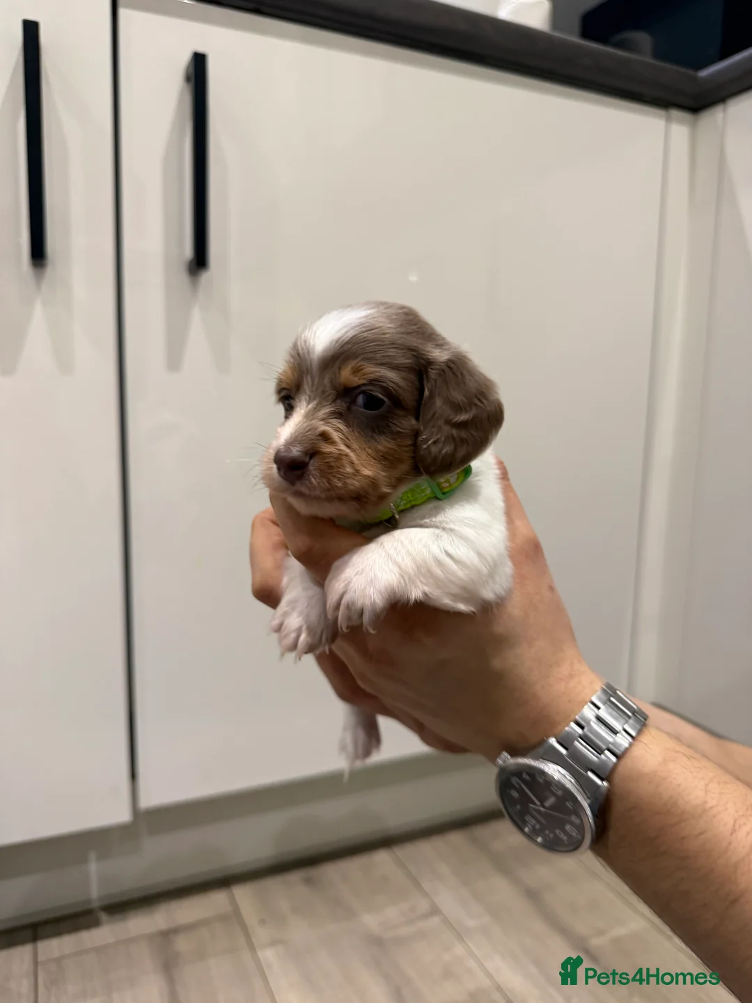 Miniature Dachshund dogs for sale: Stunning KC litter of Longhaired Minnies  - Advert 7