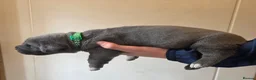 Cane Corso dogs for sale: 7 Blue Beautiful Cane Corso puppies 3 weeks old - Advert 18