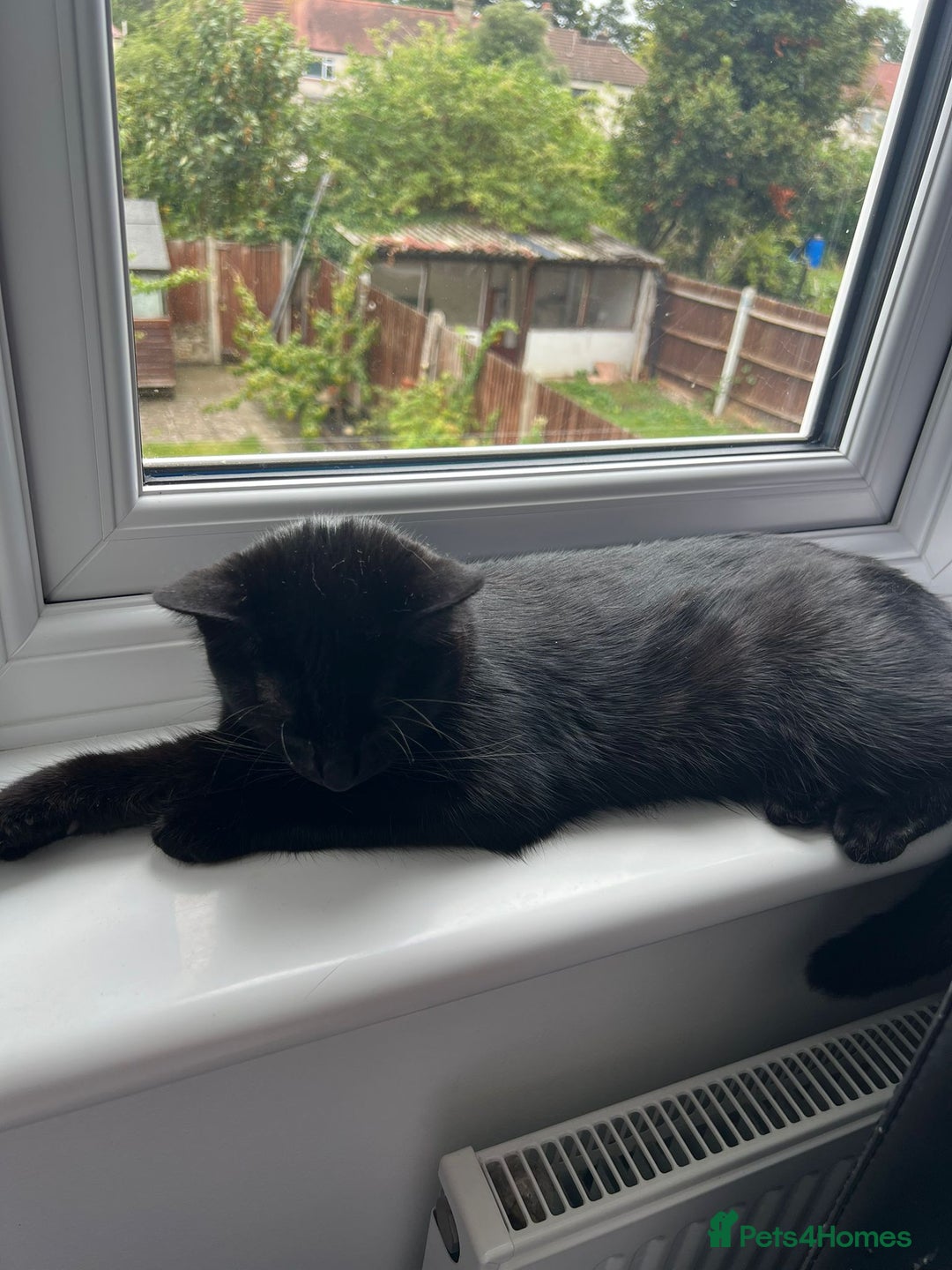 British Shorthair cats for sale: Kitten ready to find new home in Thornton Heath - Image 5