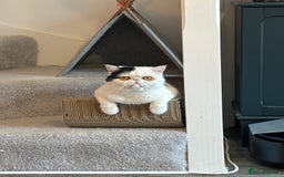 Exotic cats for sale: Exotic shorthair desperate to rehome - Image 5