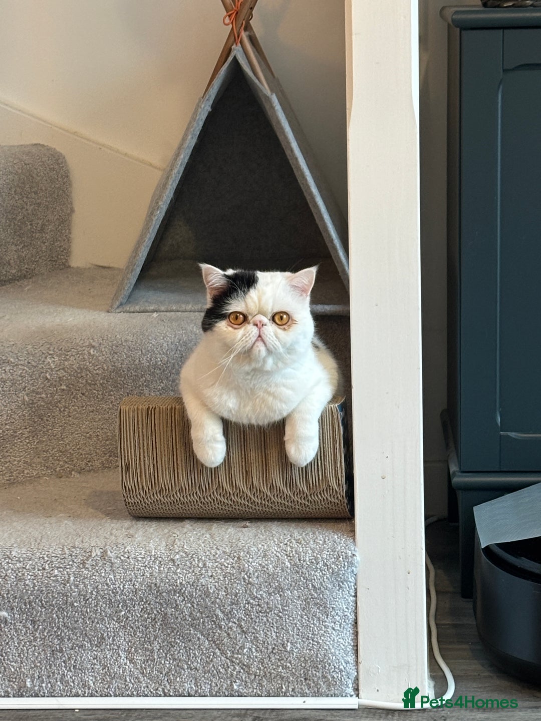Exotic cats for sale: Exotic shorthair desperate to rehome - Image 5