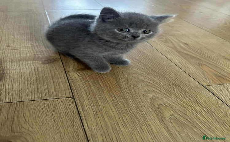 Scottish Fold cats - Advert 1