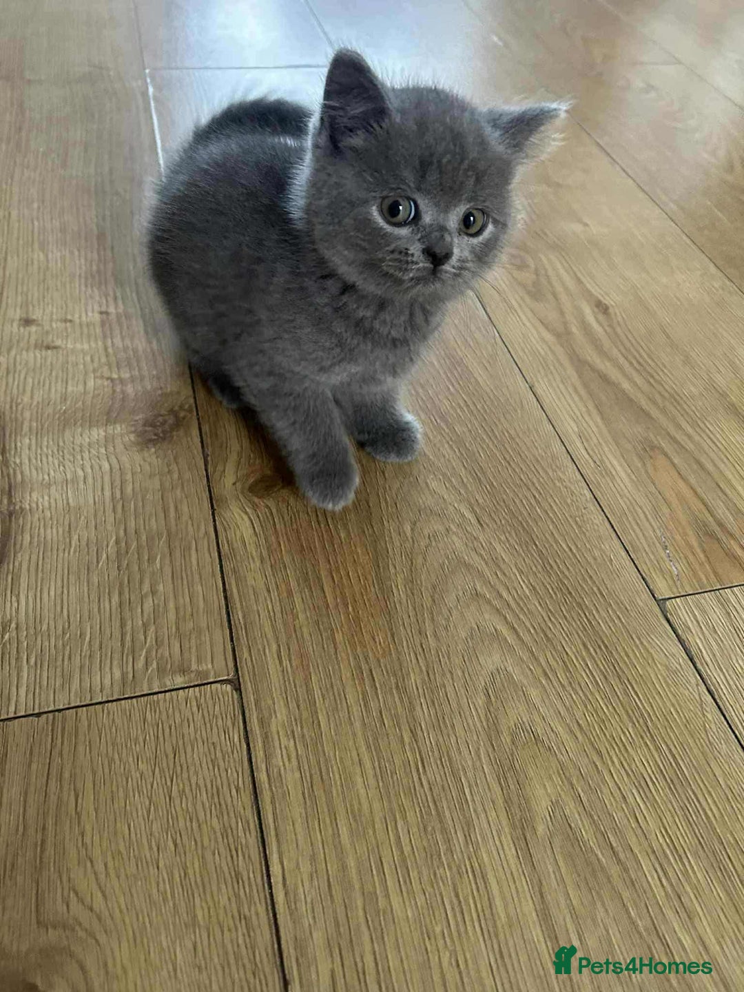 Scottish Fold cats for sale: A liitle girl is looking a new home - Image 1