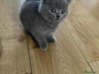 Scottish Fold cats - Advert 2