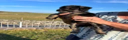 Bordoodle dogs for sale: 🐶😍Gorgeous Borderdoodle Puppies😍🐶 - Advert 10