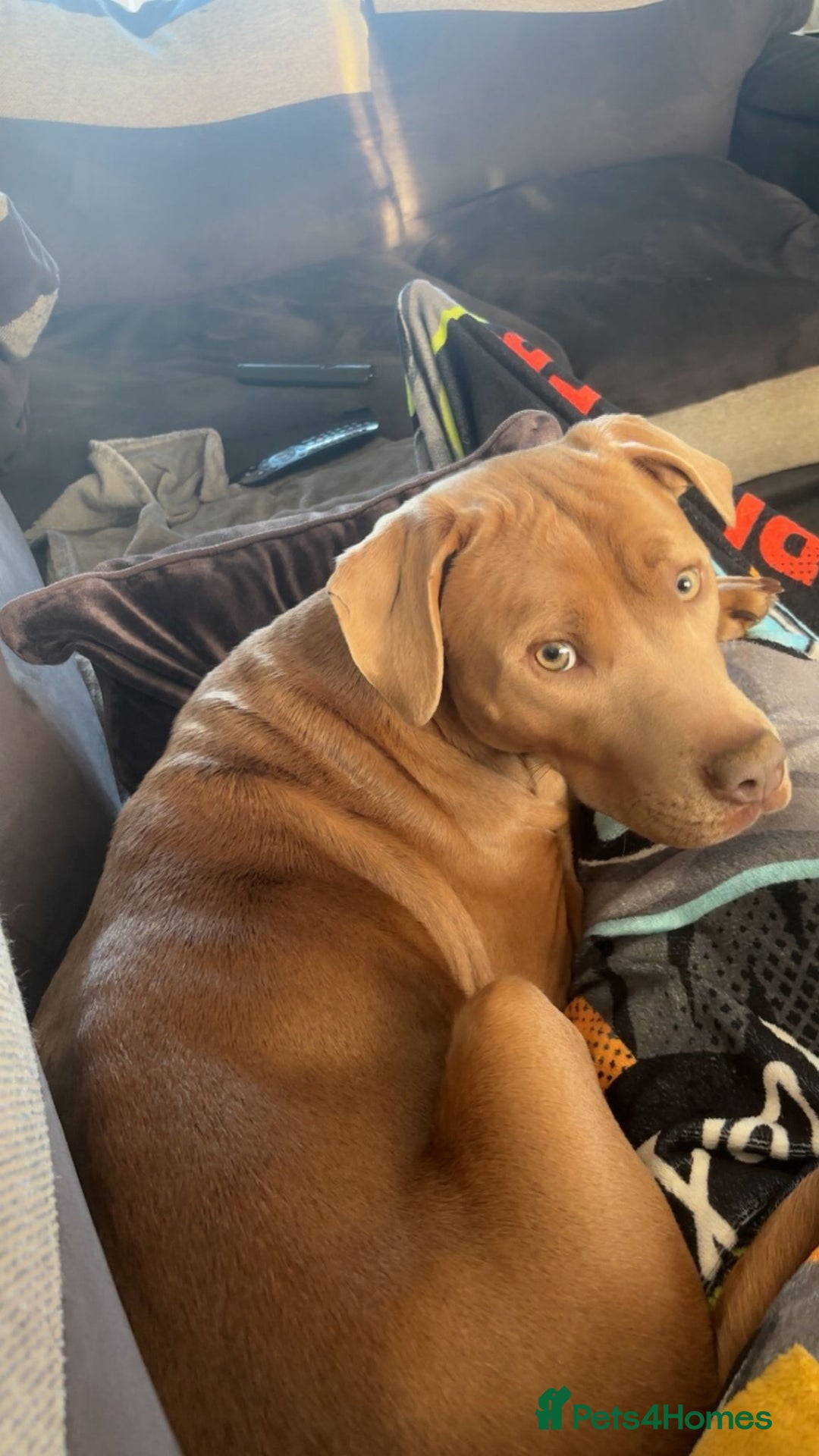 Mixed Breed dogs for sale: Staffy cross pups for sale  - Advert 7