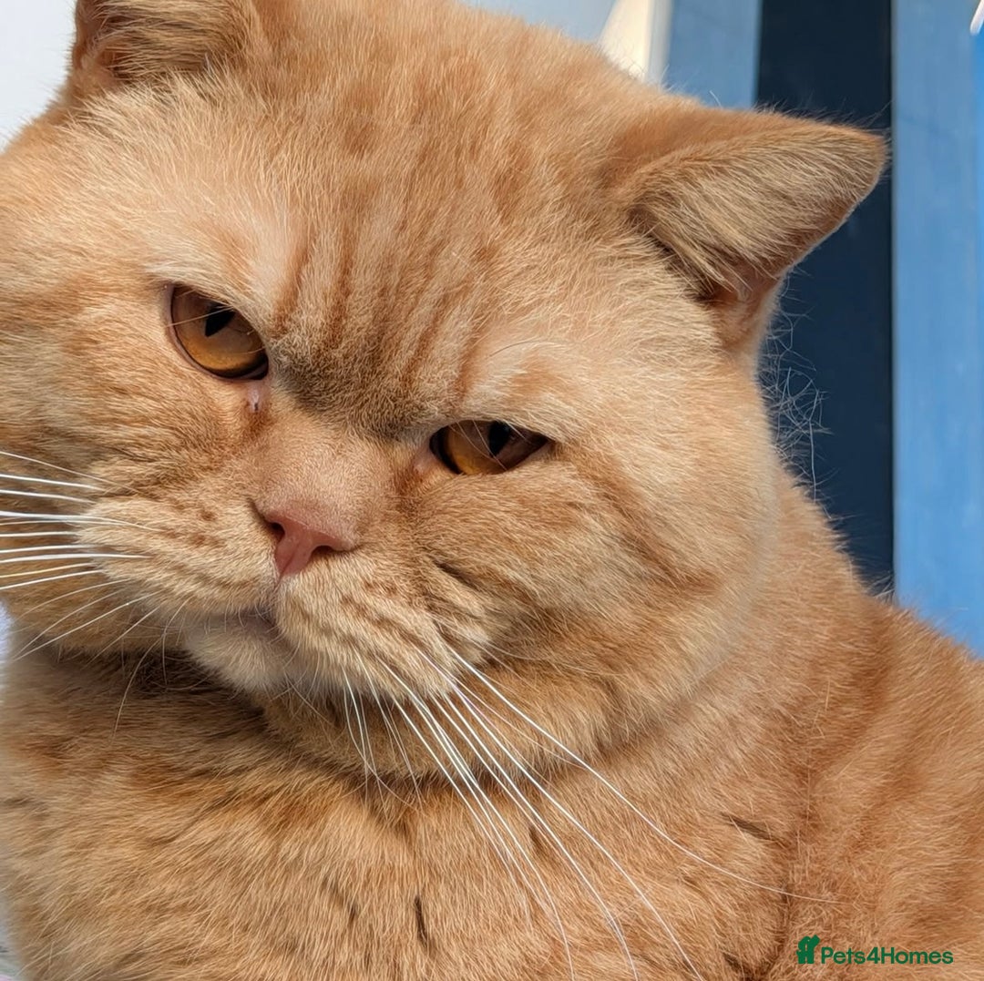 British Shorthair cats for sale: Show champion red British shorthair boy for sale  - Image 4