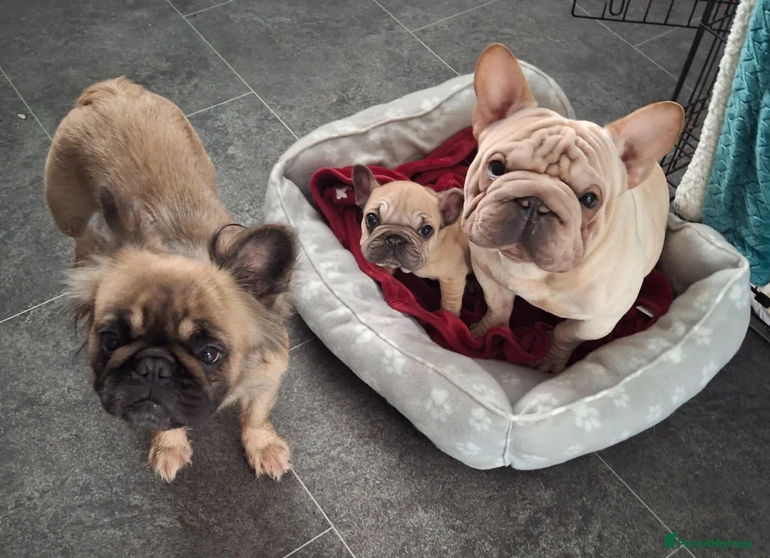 French Bulldog dogs for sale: French bulldogs - Advert 2