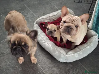French Bulldog dogs French bulldogs - Advert 1