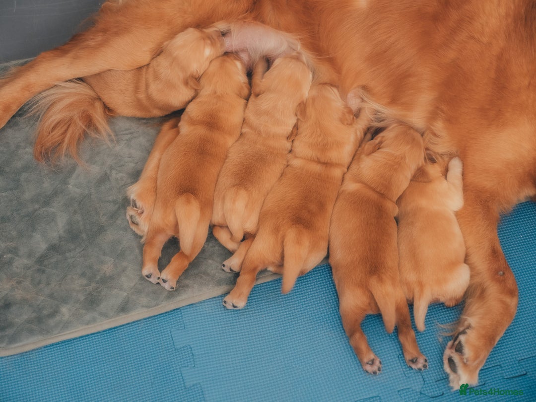 Golden Retriever dogs for sale: Golden Retriever Puppies KC Dad – Ready in 5 Weeks - Image 5