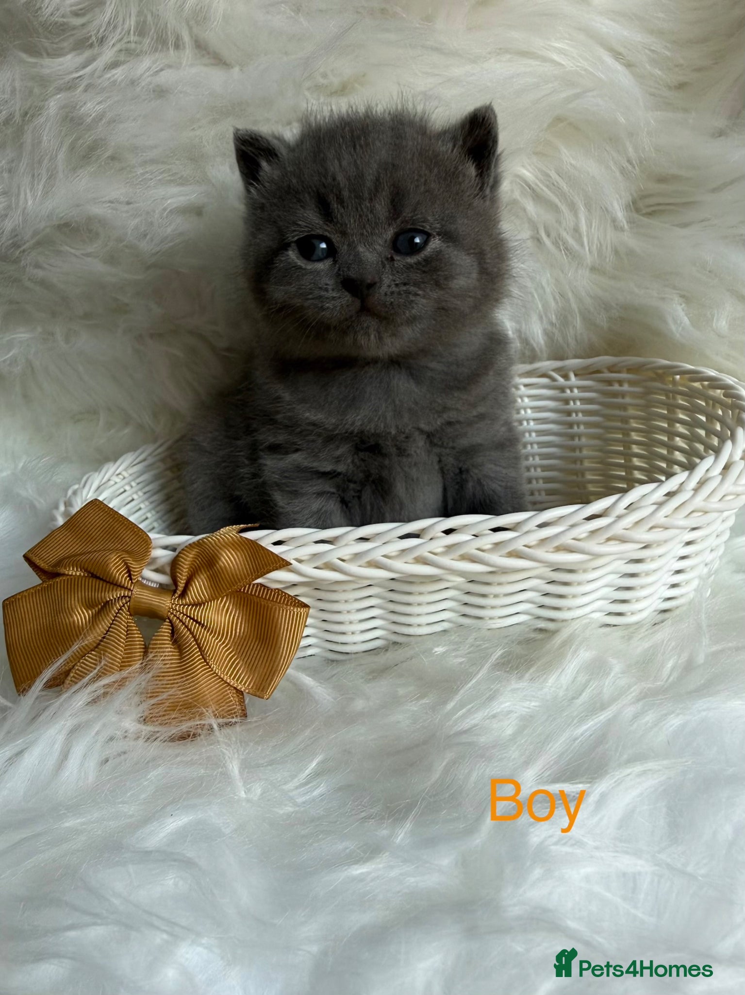 British Shorthair cats British shorthair kittens available  - Advert 1