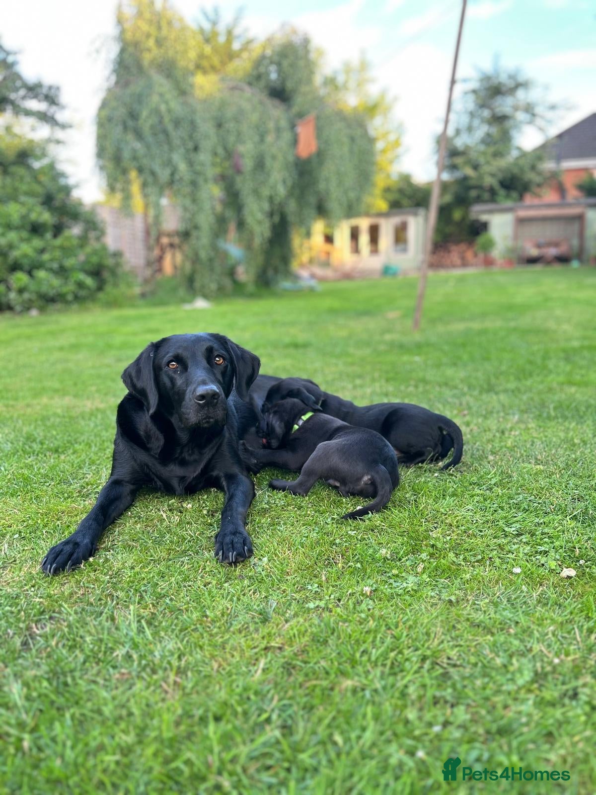 Labrador Retriever dogs FTCh Sired Black Labrador Puppy | KC  - Advert 2