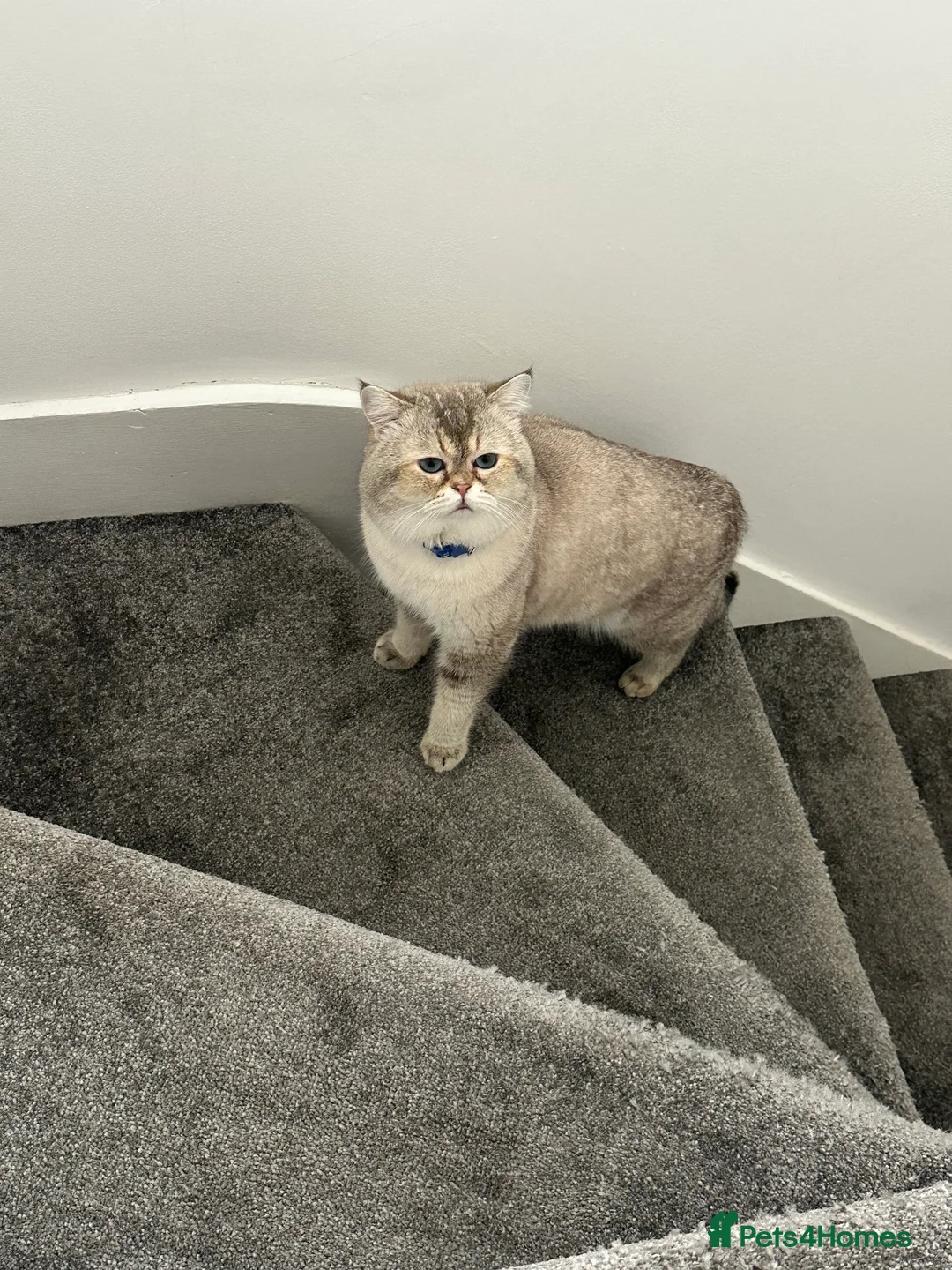 British Shorthair cats for stud: Our Teddy  - Advert 4