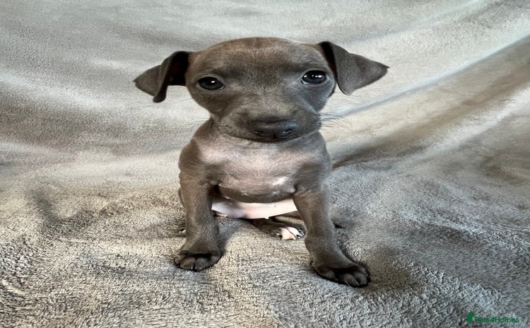 Italian Greyhound dogs KC Reg. Stunning Italian Greyhound Pup. - Advert 10
