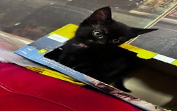 British Shorthair cats for sale: Little and cute kittens ready to go to new home - Image 14
