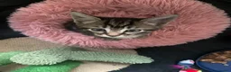 Mixed Breed cats for sale: Three kittens looking for loving homes  - Advert 15