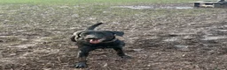 Labrador Retriever dogs for sale: 1 year old Labrador - Advert 11