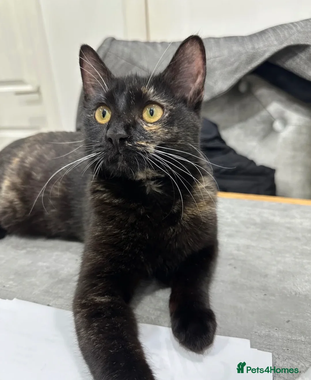 American Shorthair cats for sale: IVA British Shorthair - Advert 1