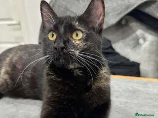 American Shorthair cats IVA British Shorthair - Advert 2