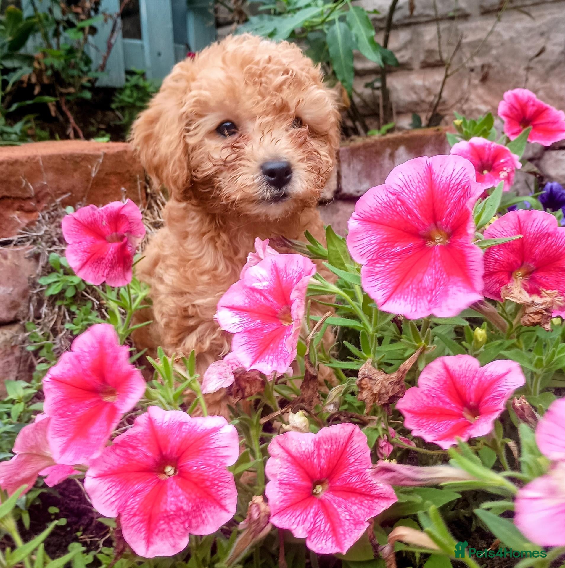 Cavapoo dogs Ready now F1BB Cavapoo puppies  - Advert 2